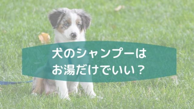 犬はシャンプーを使わなくてお湯だけでも大丈夫 犬と一緒に