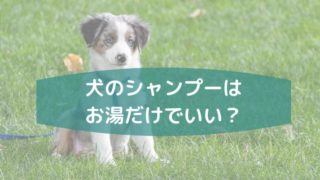 犬のシャンプーはお湯だけ