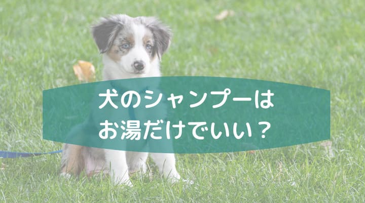 犬のシャンプーはお湯だけ