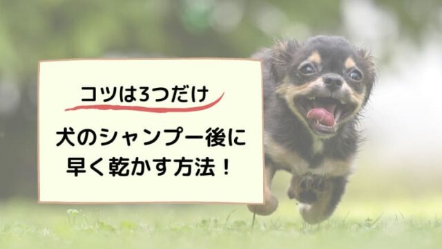 犬のシャンプー早く乾かす方法