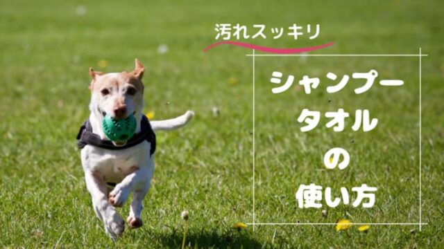 汚れスッキリ 犬のシャンプータオルの使い方 ブラッシングでふわふわに 犬と一緒に